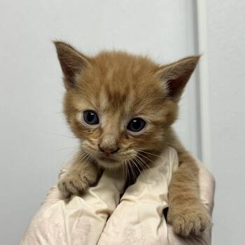 James -  Domestic Short Hair Cat for Adoption in Abilene, Texas - James | PetCurious