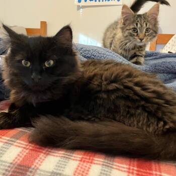 Domestic Long Hair Cats Available for Adoption - Ophelia | PetCurious