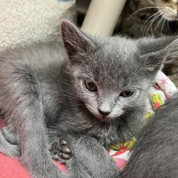Domestic Short Hair Cats Available for Adoption - Pip | PetCurious