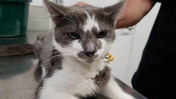 CACAO -  Domestic Short Hair Cat for Adoption in Aurora, Illinois - CACAO | PetCurious