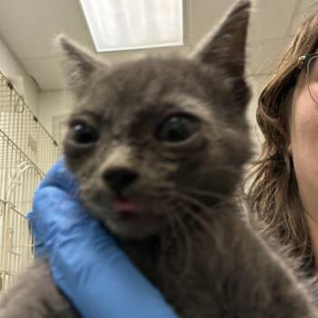 71675 -  Domestic Short Hair Cat for Adoption in Harrisonburg, Virginia - 71675 | PetCurious