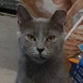 Domestic Short Hair Cats Available for Adoption in Richmond, Virginia - Gabby | PetCurious