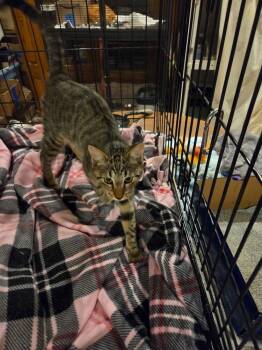 Campbell 7740 -  Domestic Short Hair Cat for Adoption in Dallas, Texas - Campbell 7740 | PetCurious