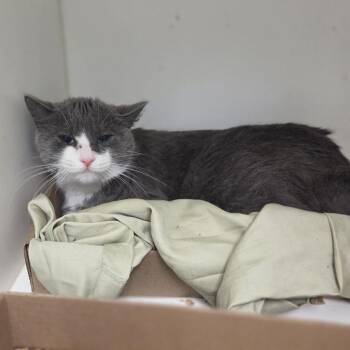 Stormy Day -  Domestic Short Hair Cat for Adoption in Philadelphia, Pennsylvania - Stormy Day | PetCurious