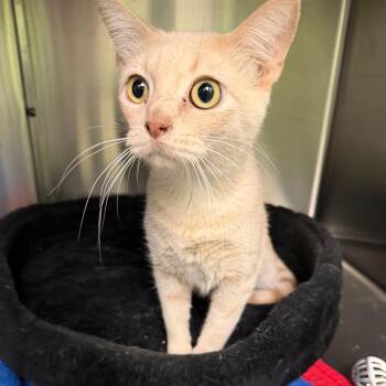Ferb -  Domestic Short Hair Cat for Adoption in Ottawa, Kansas - Ferb | PetCurious