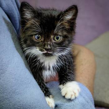 Oolong -  Domestic Short Hair Cat for Adoption in Versailles, Kentucky - Oolong | PetCurious