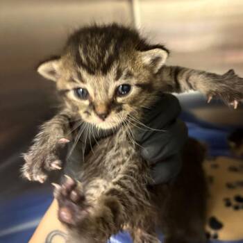 Kitten #2 -  Domestic Short Hair Cat for Adoption in Keizer, Oregon - Kitten #2 | PetCurious