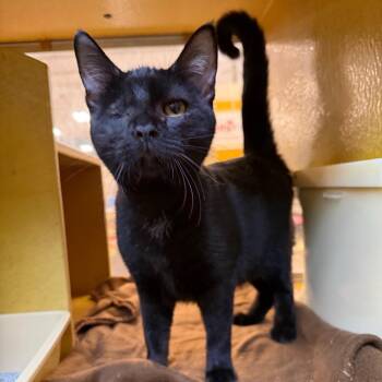 Lil Waaayne -  Domestic Short Hair Cat for Adoption in San Antonio, Texas - Lil Waaayne | PetCurious
