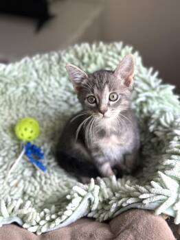 Dickens (bottle baby) watch VIDEO -  Domestic Short Hair Cat for Adoption in Port Orange, Florida - Dickens (bottle Baby) Watch VIDEO | PetCurious