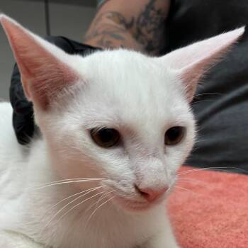 Tauros -  Domestic Short Hair Cat for Adoption in Corpus Christi, Texas - Tauros | PetCurious