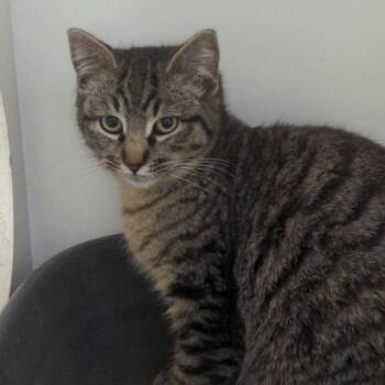 Domestic Short Hair Cats Available for Adoption - Teddy | PetCurious