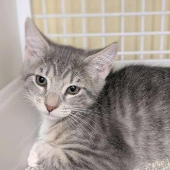 Anetra -  Domestic Short Hair Cat for Adoption in Buffalo, New York - Anetra | PetCurious