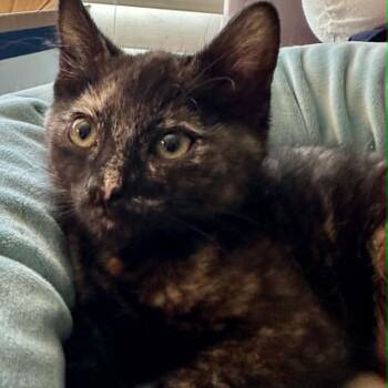 Moxie -  Tortoiseshell Cat for Adoption in Tehachapi, California - Moxie | PetCurious