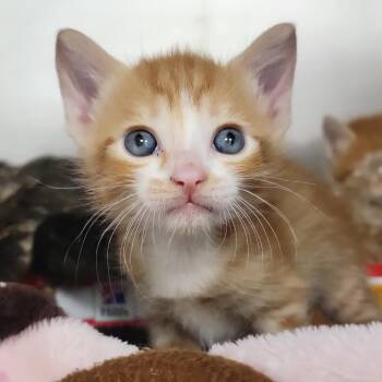 Yarrow -  Domestic Short Hair Cat for Adoption in Sarasota, Florida - Yarrow | PetCurious
