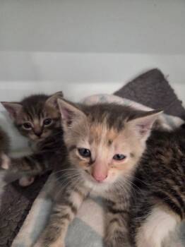 Rita -  Domestic Short Hair Cat for Adoption in Lunenburg, Vermont - Rita | PetCurious