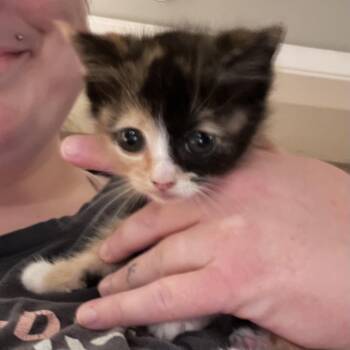 Domestic Medium Hair Cats Available for Adoption in Randolph, Alabama - Delilah | PetCurious