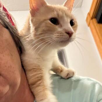 Peking Duck -  Domestic Short Hair Cat for Adoption in Greenfield, Indiana - Peking Duck | PetCurious