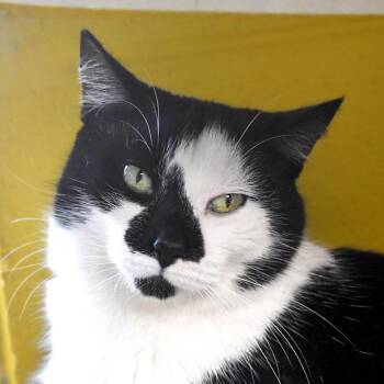 Beans -  Domestic Short Hair Cat for Adoption in St. Petersburg, Florida - Beans | PetCurious