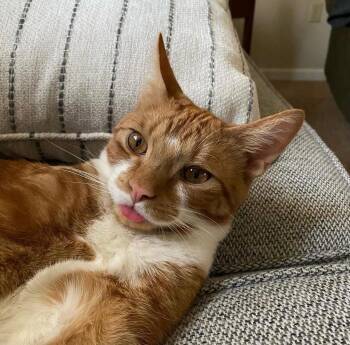 Rescue Domestic Short Hair Cats for Adoption - Potato | PetCurious