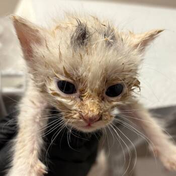 Zan -  Domestic Short Hair Cat for Adoption in Yuma, Arizona - Zan | PetCurious