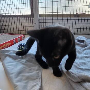 Morticia -  Domestic Short Hair Cat for Adoption in Belfair, Washington - Morticia | PetCurious