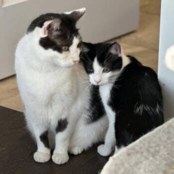 Jessie -  Domestic Short Hair Cat for Adoption in Tipp City, Ohio - Jessie | PetCurious