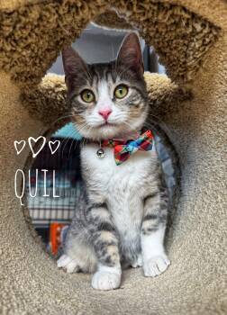 Domestic Short Hair Cats Available for Adoption - Bonded* Quil And Zana | PetCurious