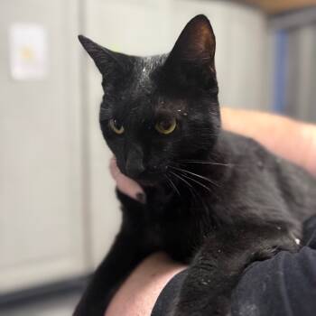 Rescue Domestic Short Hair Cats for Adoption in Lake Panasoffkee, Florida - Bae | PetCurious