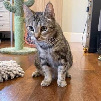 Domestic Short Hair Cats Available for Adoption in Austin, Texas - Memory Lane | PetCurious