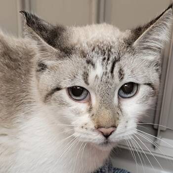 Siamese Cats Available for Adoption in Las Vegas, Nevada - Willow | PetCurious