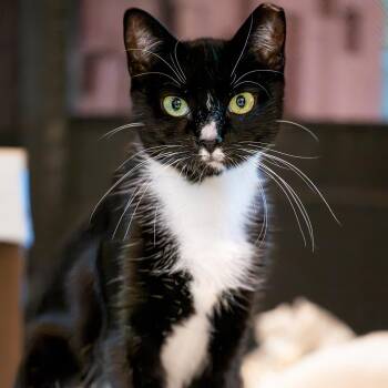 Keira -  Domestic Short Hair Cat for Adoption in Jersey City, New Jersey - Keira | PetCurious