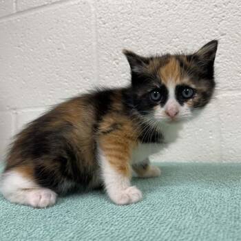 SVAS-Stray-39544 -  Domestic Short Hair Cat for Adoption in Lyndhurst, Virginia - SVAS-Stray-39544 | PetCurious
