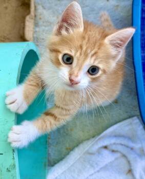 Tabby and Domestic Short Hair Cats Available for Adoption in Homestead, Florida - Chief | PetCurious