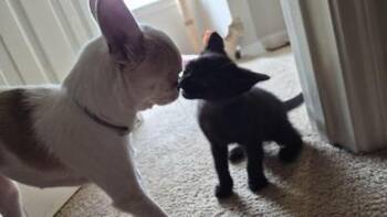 Midnight & Noir -  Domestic Medium Hair Cat for Adoption in Liverpool, Texas - Midnight & Noir | PetCurious