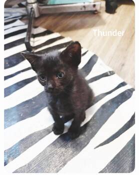 Thunder ( Orlando Fl) -  American Shorthair Cat for Adoption in Orlando, Florida - Thunder ( Orlando Fl) | PetCurious