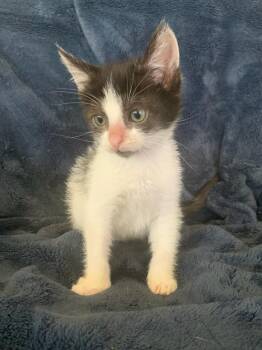 Rescue Domestic Short Hair Cats for Adoption in Pasco, Washington - Sylvester | PetCurious