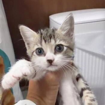 Iris JT -  Domestic Short Hair Cat for Adoption in Tampa, Florida - Iris JT | PetCurious