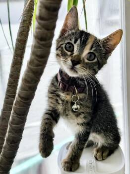 Theodora (Bonded with Judith) -  Domestic Short Hair Cat for Adoption in San Francisco, California - Theodora (Bonded With Judith) | PetCurious