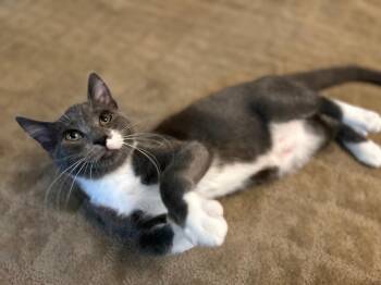 Koen26 -  Domestic Short Hair Cat for Adoption in Youngsville, North Carolina - Koen26 | PetCurious