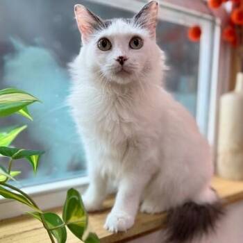 Tuxedo and Domestic Long Hair Cats Available for Adoption in Friendswood, Texas - Tanuki Tiny Sugar Biscuits | PetCurious