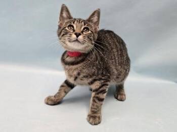 Willow -  Domestic Short Hair Cat for Adoption in Minneapolis, Minnesota - Willow | PetCurious