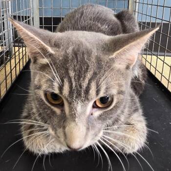 Apple Pie -  Domestic Short Hair Cat for Adoption in Newark, New Jersey - Apple Pie | PetCurious
