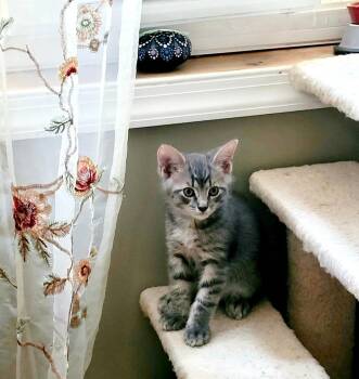 Willow