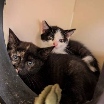 Tarpon & Sturgeon -  Domestic Short Hair Cat for Adoption in Philadelphia, Pennsylvania - Tarpon & Sturgeon | PetCurious