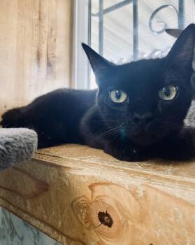 Rescue American Shorthair Cats for Adoption in Joshua Tree, California - PETER | PetCurious