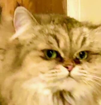 Persian Cats Available for Adoption in Davis, California - Mother Goose (Duck) | PetCurious