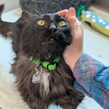 Domestic Short Hair Cats Available for Adoption in Lakewood, Colorado - Pamela | PetCurious