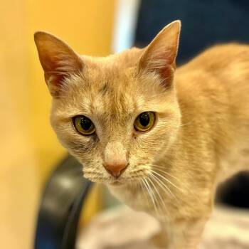 Domestic Short Hair Cats Available for Adoption in Port Washington, New York - Hoover | PetCurious