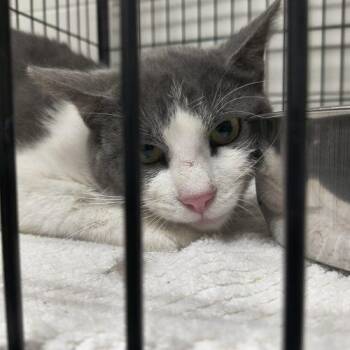 Domestic Short Hair Cats Available for Adoption in Burlington, Iowa - Jerry | PetCurious