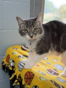 Sunshine -  Domestic Medium Hair Cat for Adoption in Bryan, Ohio - Sunshine | PetCurious